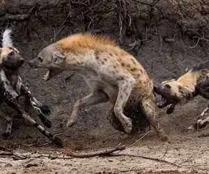 شاخ به شاخ شدن کفتار ها و سگ های وحشی؛ سگَ رو دستشو کرده تو چشم کفتار بیچاره