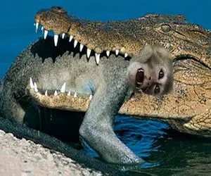 از جذابیت‌های حیات وحش؛ میمون رفت تو برکه آبتنی تمساح دهنشو باز کرد قورتش داد