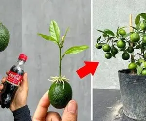 کشاورزی بدیع؛ لیمو رو سوراخ کرد جای خاک گذاشت تو نوشابه و آلوئه ورا کلی ریشه زد