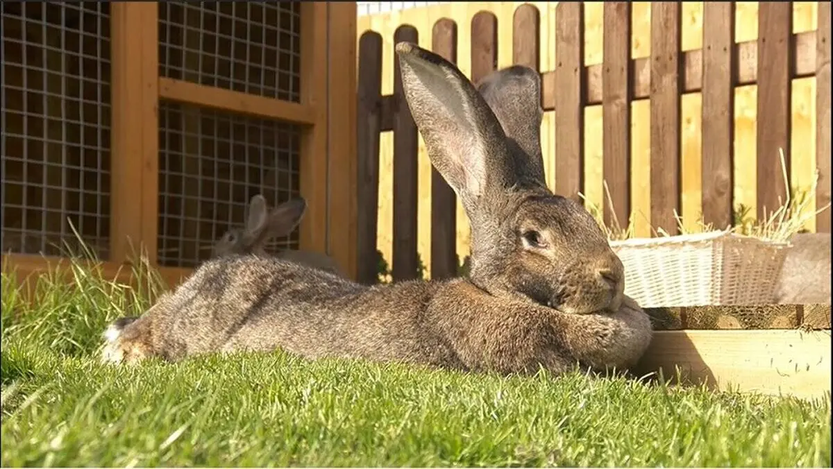 darius-longest-rabbit