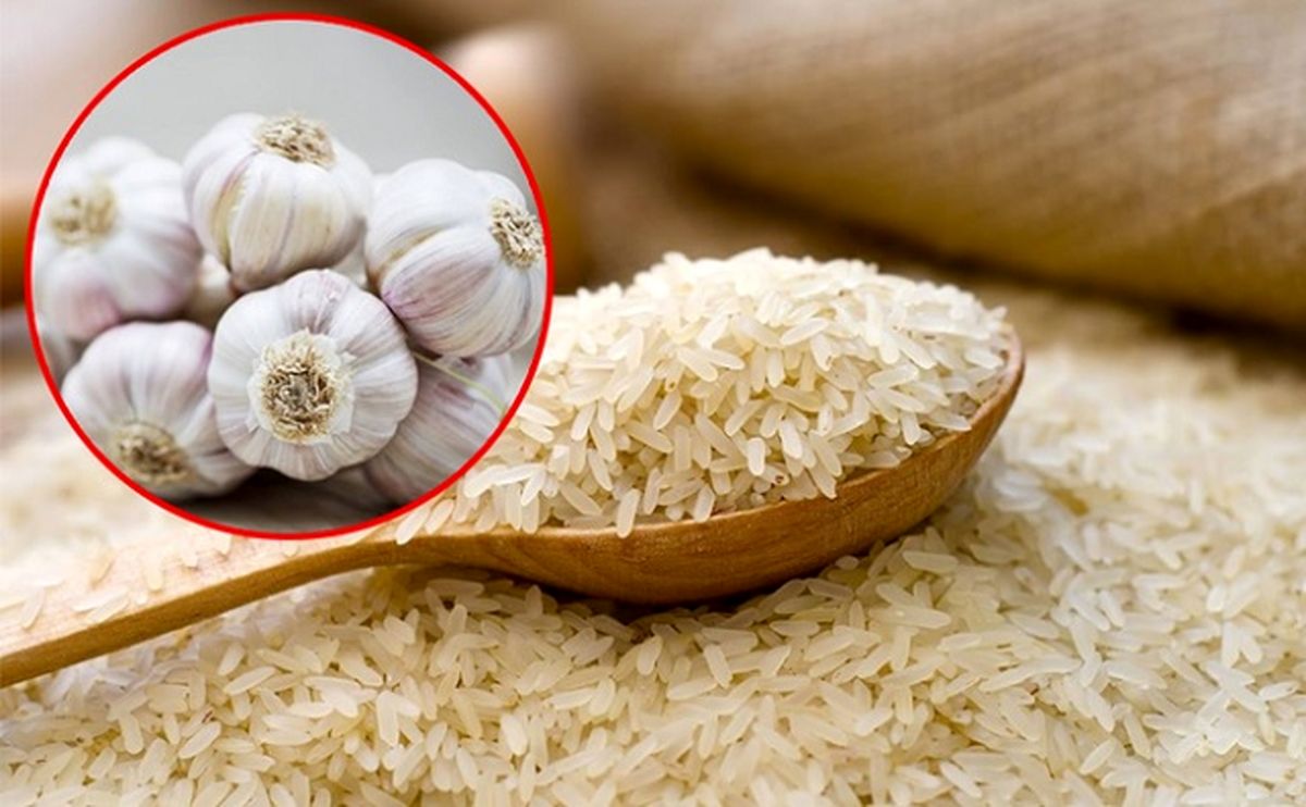 جلوگیری از شپشک زدن برنج