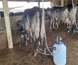 گاوهای باورنکردنی؛ گاو غول انقدر حجم شیرش زیاده 180 وامیسته بدوشنش