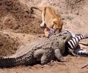 صحنه دهشتناک؛ تمساح سفاک بعد پاره کردن شکم شیر شقی گور خر و درآورد بعلید