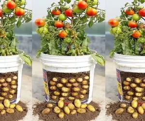 کشاورزی خلاقانه؛ با یه تیر دو نشون بزن تو یه سطل هم گوجه بکار هم سیب زمینی