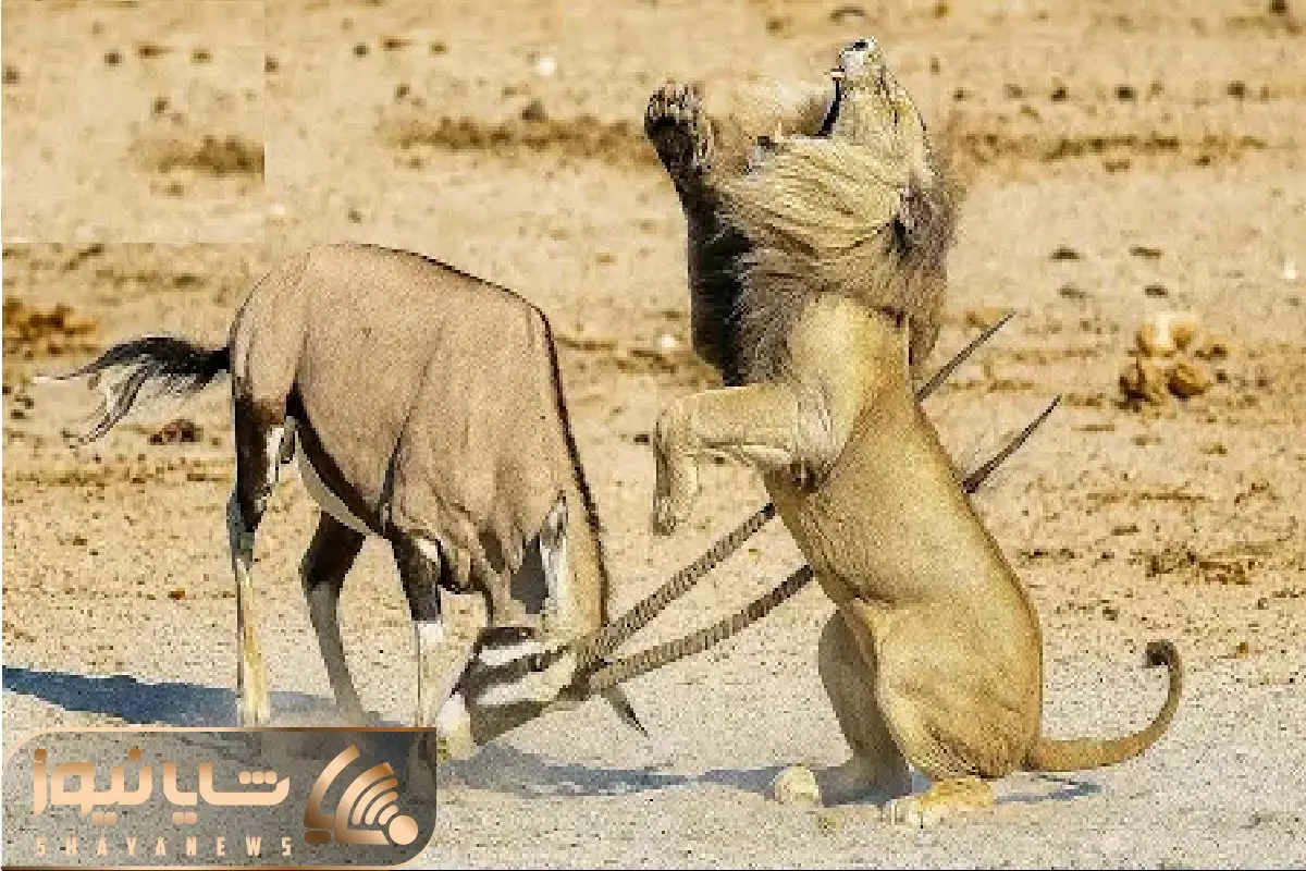 حیات وحش بی رحم؛ سقوط شیر وقتی ایمپالا شاخ قداره اش را به رخ کشید