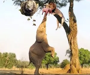 نارام زیان؛ شیر دد توله فیلو قاپید رفت رو درخت مادرش کندو زنبور کرد تو سر شیر