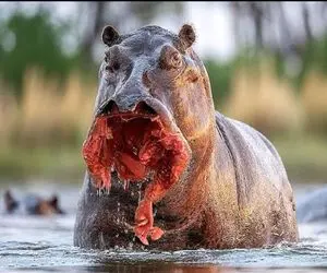 نارام زیان؛ تمساح دد پوزه اسب آبی سفاک و پاره کرد بلعید فرار کرد تو خوردن ناکام موند