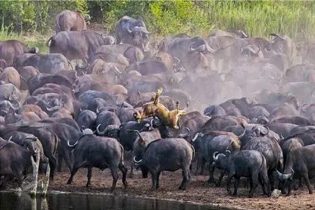 مستند حیات وحش؛ شیر شده توپ والیبال بوفالوهایی که میخواست شکار کنه