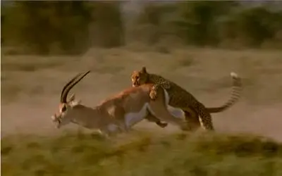 جذابیت حیات وحش؛ ایمپالا چقر بد بدن هیچ جوره تسلیم پلنگ نمیشه