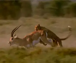 جذابیت حیات وحش؛ ایمپالا چقر بد بدن هیچ جوره تسلیم پلنگ نمیشه