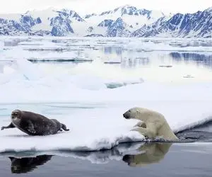 از جذابیت‌های حیات وحش؛ خرس قطبی یه فوک دید وحشی شد دندوناشو فرو کرد تو سرش