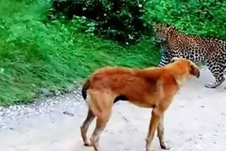 مستند حیات وحش؛ در نبرد سگ و پلنگ چه کسی برنده خواهد شد؟