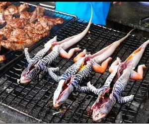 فرآوری مارمولک؛ شکم مارمولک ها رو خالی کرد جاش پیاز داغ ریخت رو ذغال دودی کرد