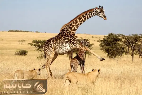 Northern giraffe and lion shayanews