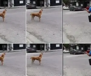 آواز خیابانی؛ جل الخالق همخوانی سگ با دوره گرد ویدئویی که جهانی شد و کمتر کسی دیده!