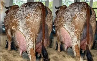 گاوهای باورنکردنی؛ گاو طفلی انقدر شیرش زیاده عنقریبِ شیر دونش منفجر شه