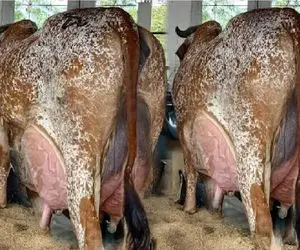 گاوهای باورنکردنی؛ گاو طفلی انقدر شیرش زیاده عنقریبِ شیر دونش منفجر شه