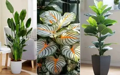 گیاهانی که مراقبت کمی میخوان/ مختص اونا که وقت رسیدگی به گلا رو ندارن ولی دوسشون دارن