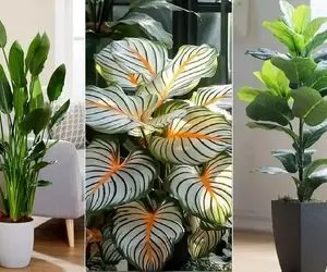 گیاهانی که مراقبت کمی میخوان/ مختص اونا که وقت رسیدگی به گلا رو ندارن ولی دوسشون دارن