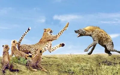 از جذابیت‌های حیات وحش؛ کفتار  توله چیتا رو تنها گیر میاره با خشم پلنگه مواجه میشه