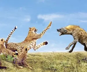 از جذابیت‌های حیات وحش؛ کفتار  توله چیتا رو تنها گیر میاره با خشم پلنگه مواجه میشه