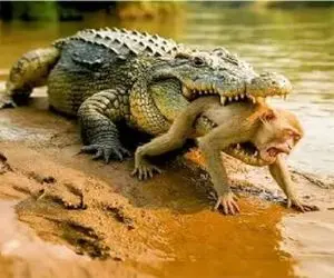 تله حیات وحش/ تا حالا تله گذاری تمساح رو دیده بودید؟میمون بامزه تو دام تمساح افتاد