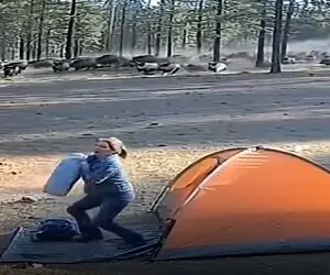 معماری طبیعت؛ گرازهای پلشت به زن بدبخت حمله کردن مثه توپ باهاش گل کوچیک بازی میکنن