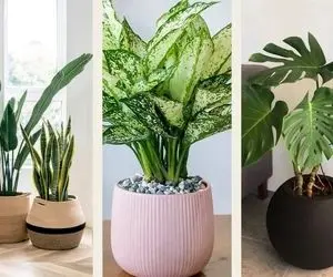 گیاهان زیبا و مقاوم آپارتمانی / اینا زن خونه بودن ازین خانمای بساز و خوشگل متین میشدن