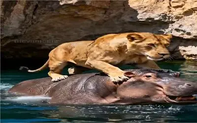 مستند حیات وحش؛ شیر بعد سرخوردگی تو خشکی میپره رو اسب آبی شانسشو امتحان کنه