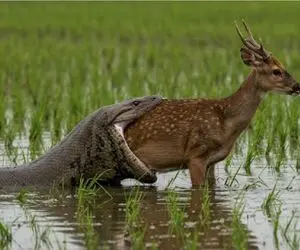 مستند حیات وحش/ پیتون غول گذاشت دنبال بچه آهو از ته ببلعدش