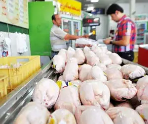 قیمت مرغ ناگهان قله دیگری را فتح کرد!