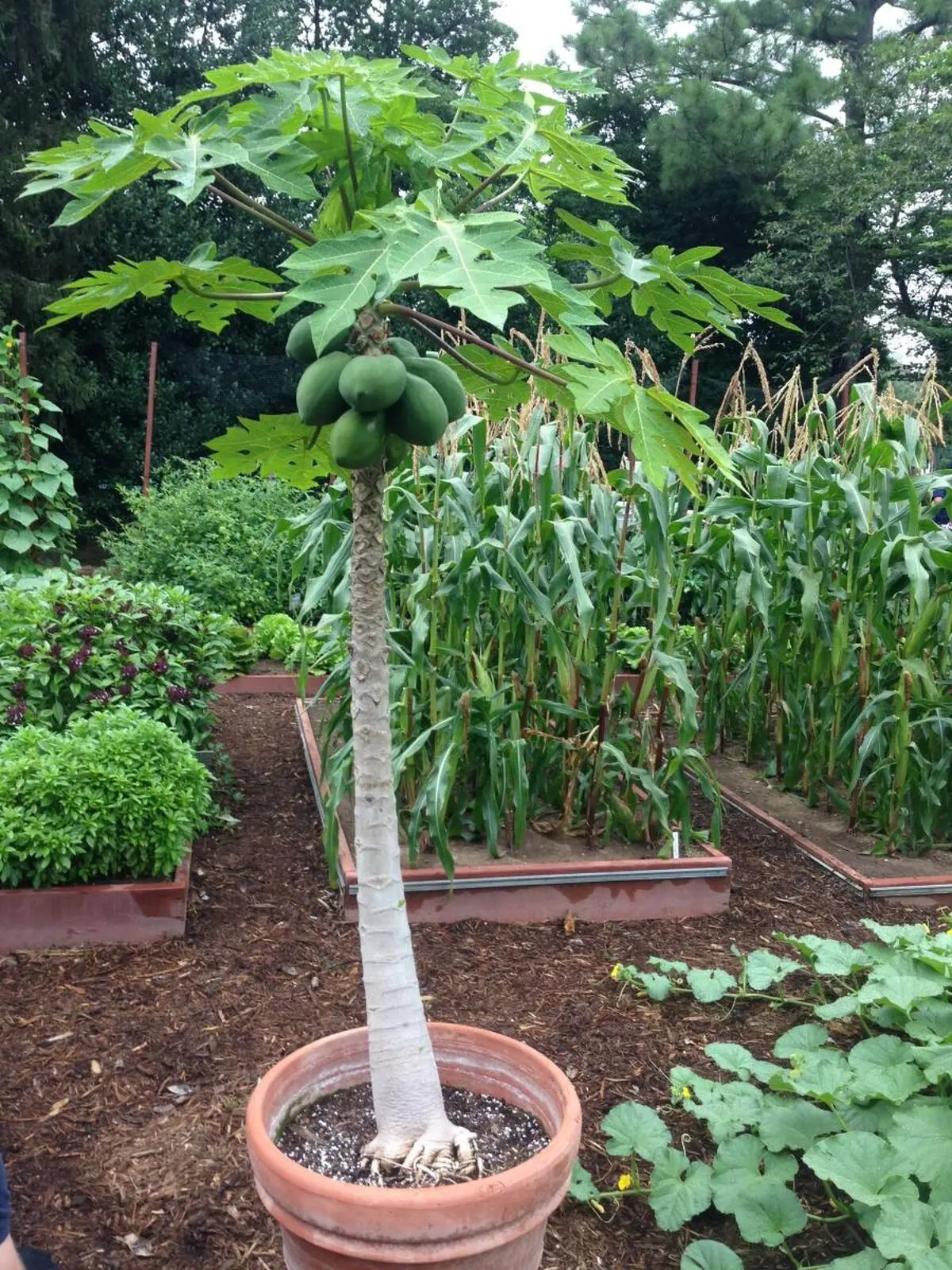 Papaya Tree