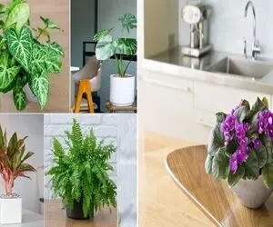 گیاهان مناسب آشپزخانه بدون نور/ آشپزخانه پنجره نداره و تنها نورش لامپه اینا براش خوبن