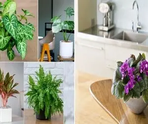 گیاهان مناسب آشپزخانه بدون نور/ آشپزخانه پنجره نداره و تنها نورش لامپه اینا براش خوبن