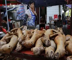 کباب سگ؛ سگ های نازنازی زمخت از خیابون جمع و از قفا سر برید کله پاچه درست کرد