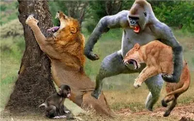 جنگ حیات وحش/ گوریل های وحشی همه چی گربه های بزرگ رو غارت کردند