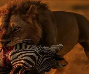 مستند حیات وحش؛ شیر پیشکسوت با یه آفتاب بالاس خرخره خر راه راه پاره کرد