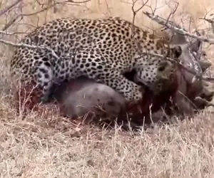 از جذابیت های حیات وحش؛ ضجه های دلخراش گراز که افتاد به دام پلنگ شریر کل تنش خونی شد