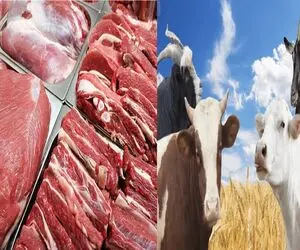 قیمت گوشت امروز چهارشنبه 7 مرداد 1405/ قیمت منطقی هر کیلو گوشت گوسفندی چقدره؟