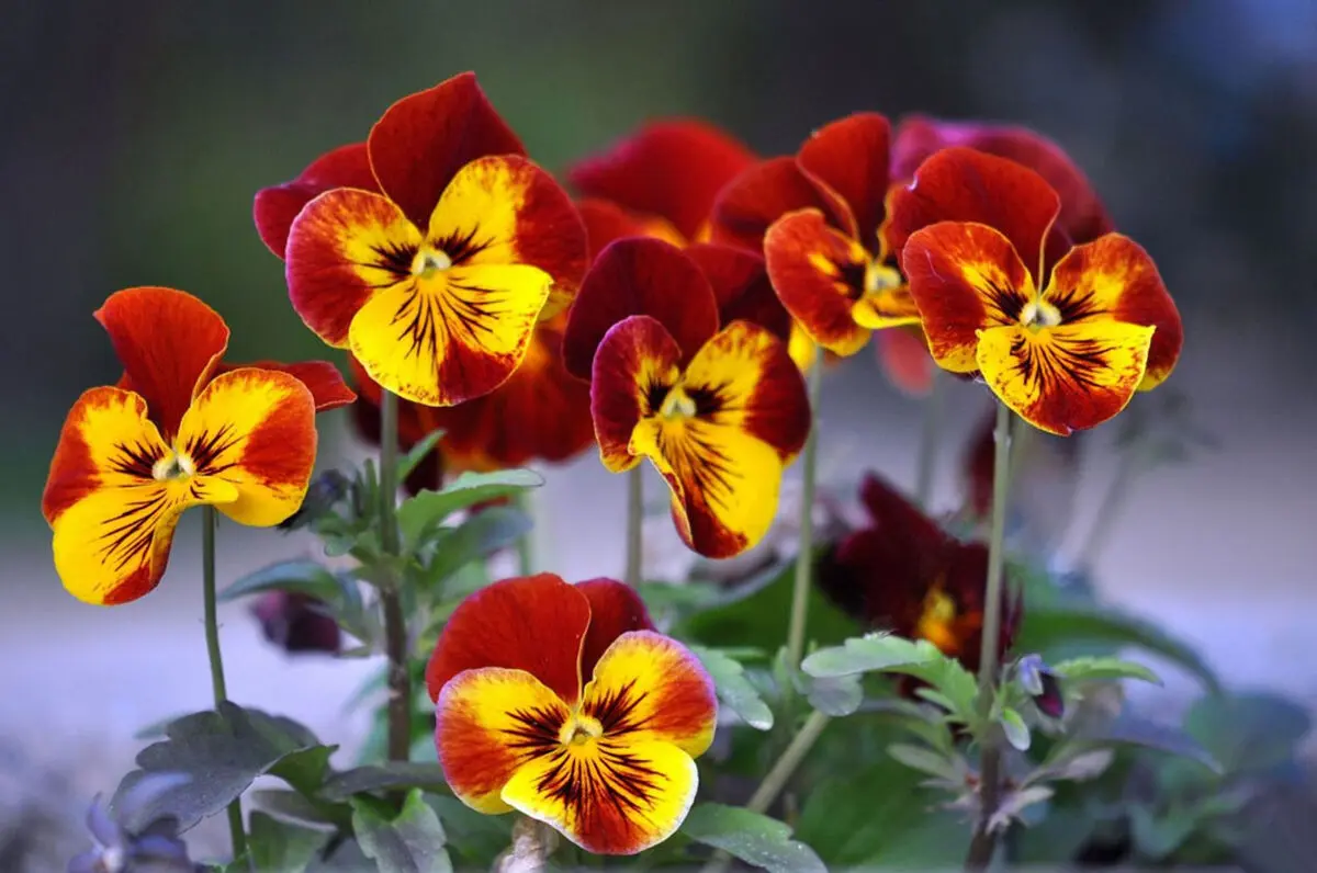 گیاهان گلدار باغچه ای