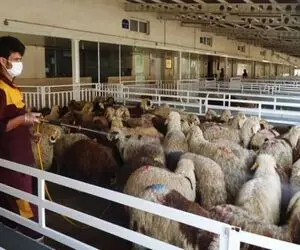 (جدول) قیمت دام زنده امروز ۹ اسفند ۱۴۰۳/ گوسفند زنده در استان همدان گران شد