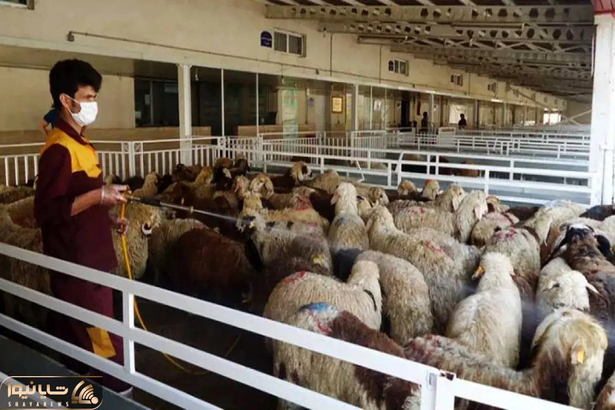 (جدول) قیمت دام زنده امروز ۹ اسفند ۱۴۰۳/ گوسفند زنده در استان همدان گران شد