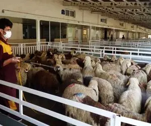 (جدول) قیمت دام زنده امروز ۹ اسفند ۱۴۰۳/ گوسفند زنده در استان همدان گران شد