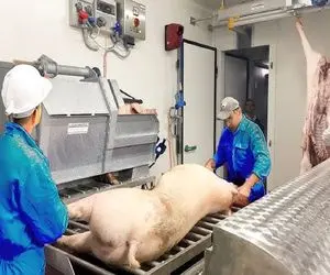 فرآوری خوک؛ خوک حرومی وقتی پروار شد پوستشو رنده میکنن گوشتشو استیکی برش میدن