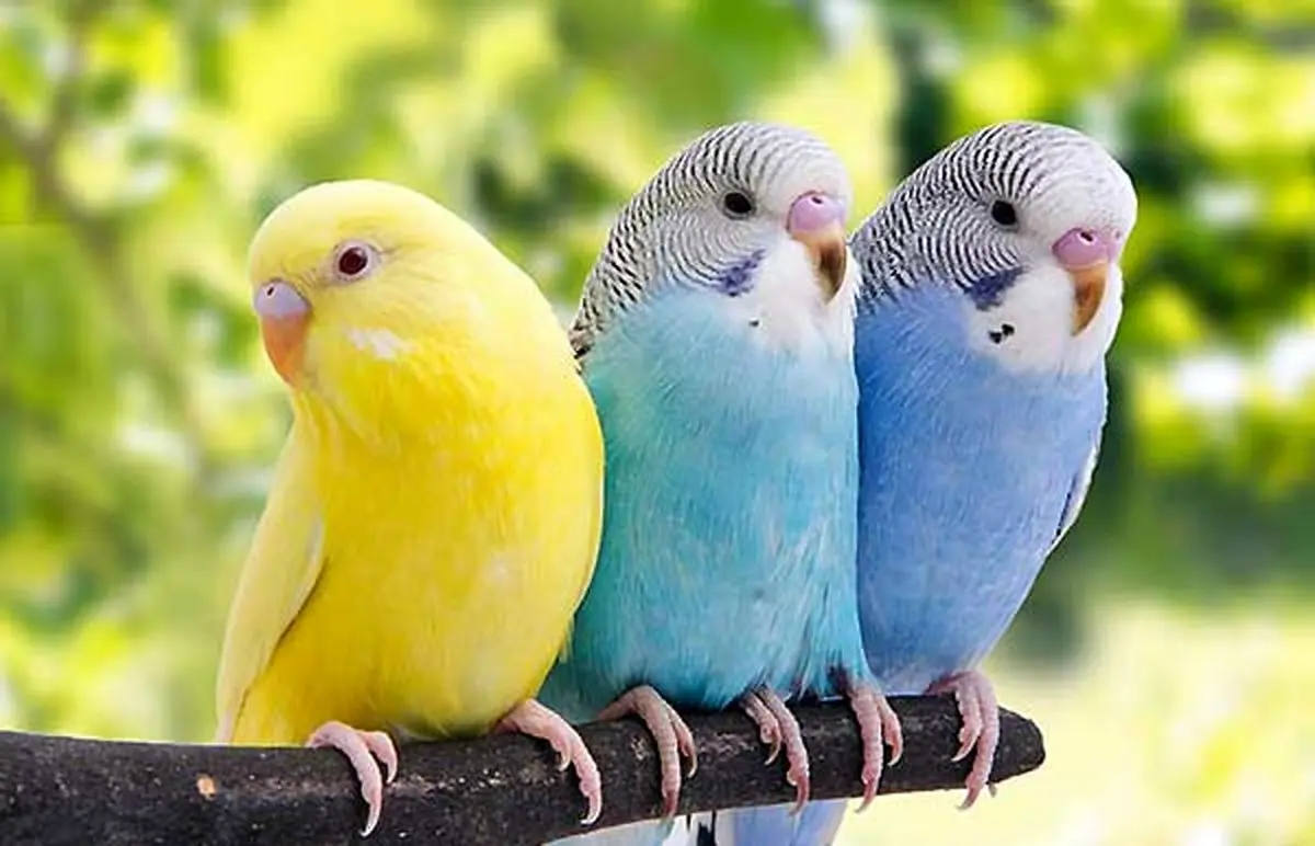 Prepare-a-lovebird-for-mating