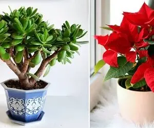 میخوای کنج اتاق گلخونه داشته باشی ولی گلا گرونن؟ این 5 گل آپارتمانی ارزون و دلبر عالین