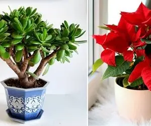 میخوای کنج اتاق گلخونه داشته باشی ولی گلا گرونن؟ این 5 گل آپارتمانی ارزون و دلبر عالین