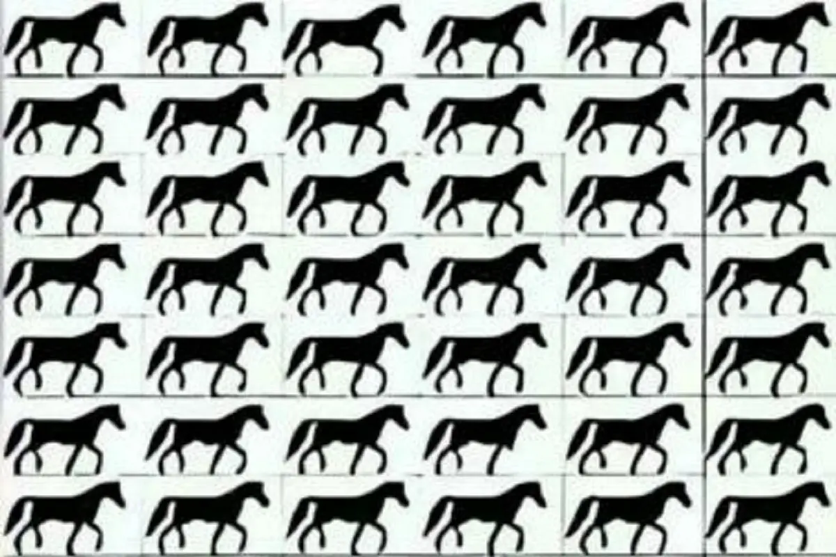 اسب ب