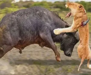 مستند حیات وحش؛ بوفالو؛ شیر