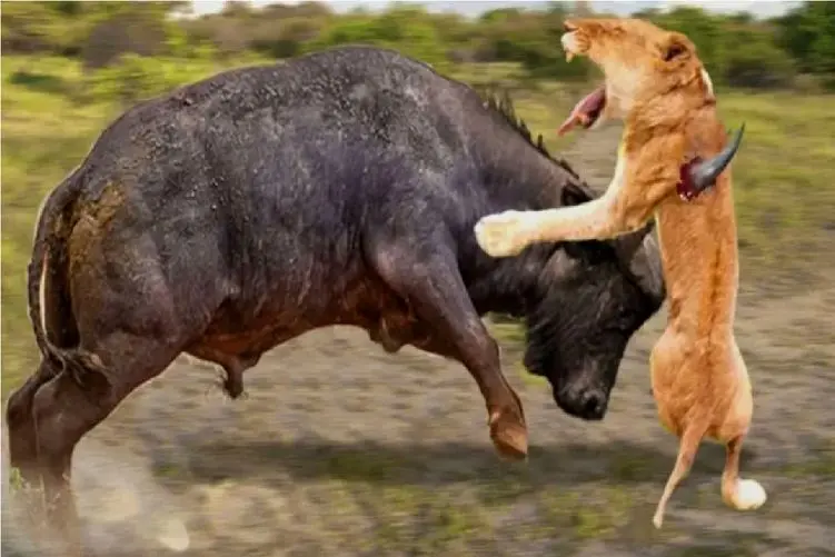 مستند حیات وحش؛ بوفالو؛ شیر